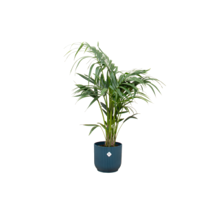 Lang levende kamerplant Kentia Palm 130 cm hoog - Elegant en tijdloos - blauwe pot inbegrepen Ø25