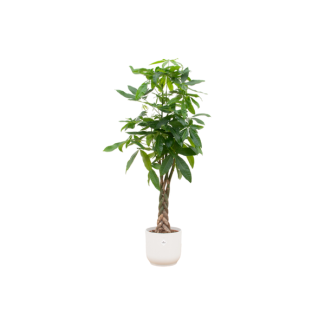 Pachira Aquatica (geldboom) met witte pot - 160 cm hoge kamerplant met unieke stam