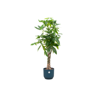 Geldboom /Pachira Aquatica - inclusief blauwe pot - plant met unieke stam - 160 cm hoog