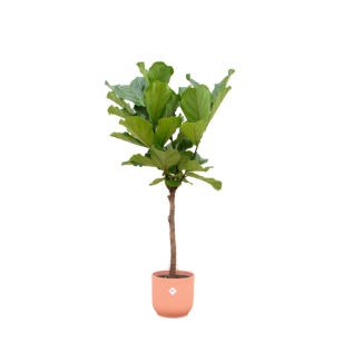 Kamerplant Vijg Lyrata geleverd met roze pot - Populaire Ficus Lyrata 170 cm hoog