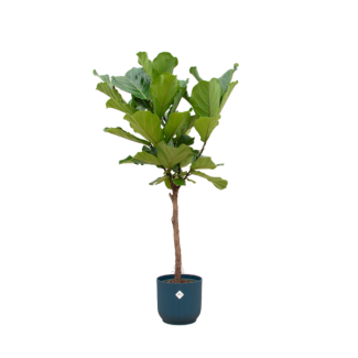 Vijg Lyrata 170 cm | Vioolbladplant in Blauwe Pot | Groene Kamerplant