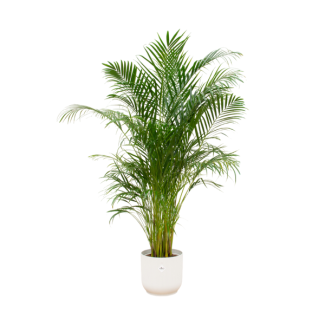 Kamerplant paket van de Areca palm en een pot wit Ø30 - 180 cm hoog