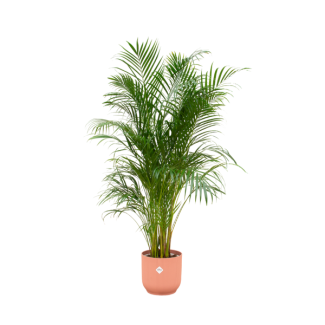 Areca Palm - Goudpalm - 180 cm - Inclusief Roze Pot