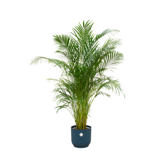 Slaapkamerpalm (Areca palm) met blauwe pot - 180 cm - Areca Palm voor slaapkamers en andere kamers