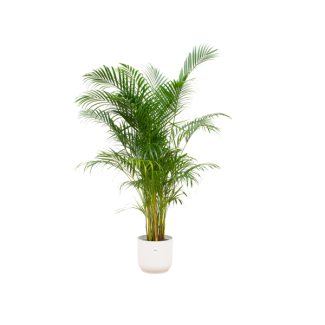 Kamerplant Combi: Areca Palm 160 cm met Elho Vibes Ø30 Wit