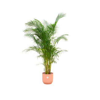 Goud-roze plant combinatie: Goudpalm en roze pot - 160 cm hoge plant