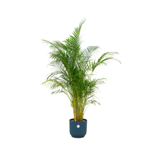 Slaapkamerplant inclusief blauwe pot - 160 cm hoog - Dypsis lutescens