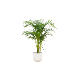 Kamerplant pot Set: 140 cm hoge Goudpalm met witte pot Ø30