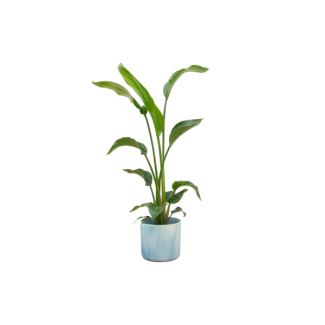 Combi deal - Strelitzia Nicolai inclusief elho Ocean Round atlantisch blauw Ø22 - 100 cm