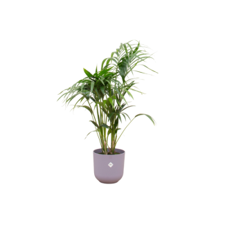 Combi deal - Kentia palm inclusief elho Jazz Round lila Ø26 - 130 cm