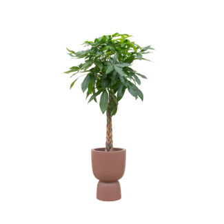 Grote Geldboom Pachira Aquatica (210 cm) + elho Pure Coupe Bruine Pot Ø41