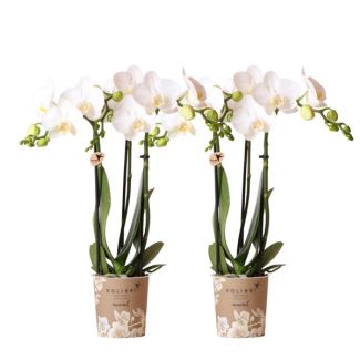 Set van 2 Vlinder Orchidee Amabilis, Kleur Wit, Bloeiende Kamerplant, Phalaenopsis Orchideeën, Potmaat 09cm