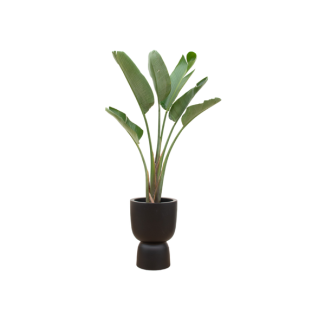 Combi deal - Strelitzia Augusta inclusief elho Pure Coupe zwart Ø41 - 210 cm