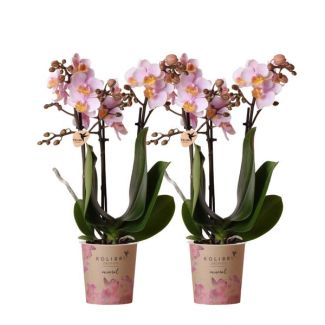 Set van 2 Vlinder Orchidee Andora, Kleur Roze, Bloeiende Kamerplant, Phalaenopsis Orchideeën, Potmaat 09cm