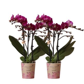 Set van 2 Vlinder Orchidee Morelia, Kleur Paars, Bloeiende Kamerplant, Phalaenopsis Orchideeën, Potmaat 09cm