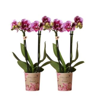 Set van 2 Vlinder Orchidee El Salvador, Kleur Roze/Paars, Bloeiende Kamerplant, Phalaenopsis Orchideeën, Potmaat 09cm