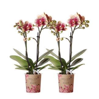 Set van 2 Vlinder Orchidee Spain, Kleur Geel/Rood, Bloeiende Kamerplant, Phalaenopsis Orchideeën, Potmaat 09cm