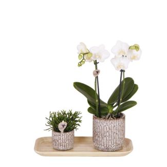 Kado-Tip!  Kamerplantenset, Orchidee Amabilis +Succulentn Jaguar sierpotten en op een Bamboe dienblad, Kleur Wit-Groen,