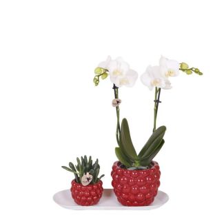 Kamerplantenset, Phalaenopsis Orchidee  + Succulent in optimisme Rode pot, op een witte smalle dienblad, Kleur Wit