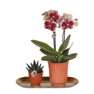 Kado-Tip!  Kamerplantenset, Phalaenopsis Orchidee  + Succulent in Retro terracotta pot, op een gouden smalle dienblad, Kleur Geel-Rode,