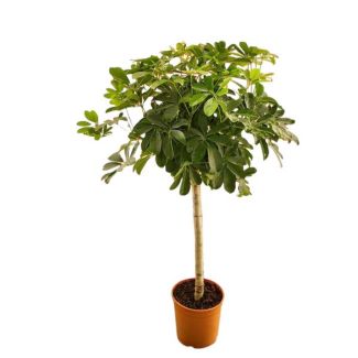 Parapluplant, Vingerplant, Groene Kamerplant, Tropisch, Schefflera op stam - 130 cm - ø23