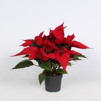 4 stuks Euphorbia 'Christmas Feelings'  Ø10 5cm - ↕23cm - Breng de Magie van Kerst in Huis!