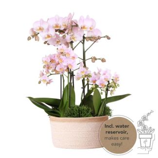 Echte Blikvanger, Roze Orchideën Plantenset in Katoenen Mand, KadoTip, Vlinder Orchidee,