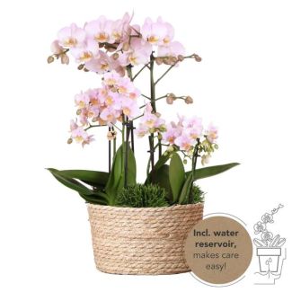 Echte Blikvanger, Roze Orchideën Plantenset in Rieten Mand, KadoTip, Vlinder Orchidee,