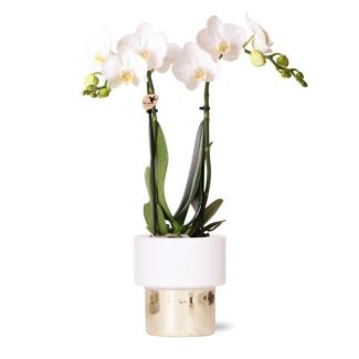 Vlinder Orchidee Amabilis, Kleur Wit, Lush pot, Bloeiende Kamerplant,  Phalaenopsis Orchideeën, Potmaat 09cm