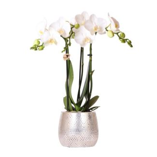 Vlinder Orchidee Amabilis, Kleur Wit, Elite Pot Silver, Bloeiende Kamerplant,  Phalaenopsis Orchideeën, Potmaat 09cm