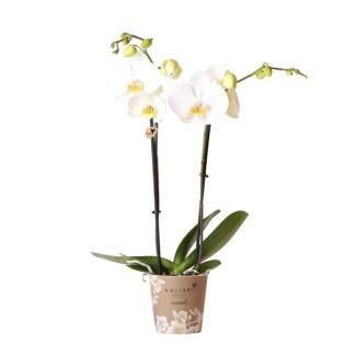 Vlinder Orchidee Dame Blanche, Kleur Wit, Bloeiende Kamerplant,  Phalaenopsis Orchideeën, Potmaat 09cm