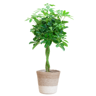 Vingerplant, Kamerplanten, Groene planten, Planten met pot,  Schefflera Arab Nora met Mand Lissabon wit  - 80cm - Ø19