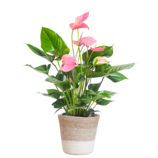 De Flamingoplant, Huiskamerplant, Groene Plant, Planten met pot,  Anthurium Pink explosion met Lissabon mand wit - 55cm - Ø17