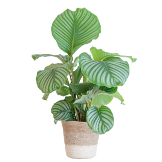 De Pauwenplant, Kamerplanten, Groene Planten, Planten met Pot,  Calathea Orbifolia met Lissabon mand wit - 65cm - Ø19