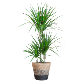 De Drakenbloedboom, Groene Plant, Kamerplant,  Plant met pot, Dracaena Marginata met Lissabon mand zwart - 95cm - Ø21