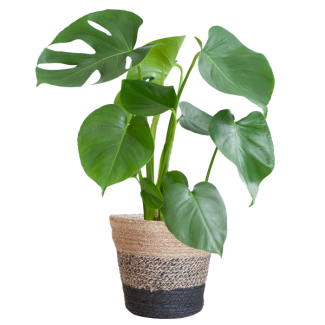 Gatenplant, Huiskamerplanten, Groene Planten,  Planten in Pot  Monstera Deliciosa met Lissabon mand zwart  - 50cm - Ø17