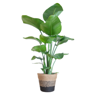 De Paradijsvogelbloem, kamerplanten, Groene Planten, Planten met pot,  Strelitzia Nicolai met Lissabon mand zwart - 80cm - Ø19