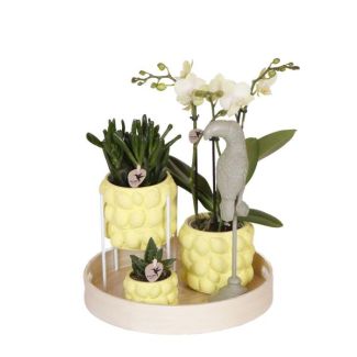 Kamerplantenset, Gift set Optimisme Citrus potten met Phalaenopsis Orchidee (Wit) + Succulenten + Wit Ornament, bamboe rond dienblad