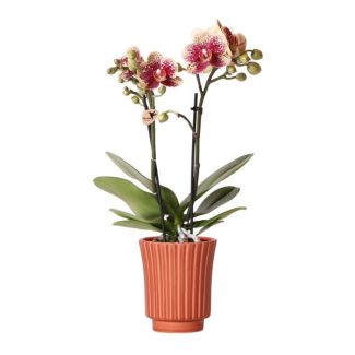 Bijzondere Vlinder Orchidee  Spain, Kleur Geel/Rood, Retro Sierpot Terracotta, Bloeiende Kamerplant,  Phalaenopsis Orchideeën, Potmaat 09cm