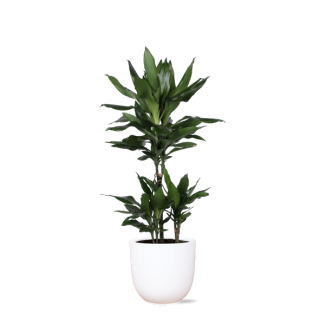 Struik drakenboom in Boule WIT pot (Dracaena Janet Lind) - Ø21cm - ↕90cm