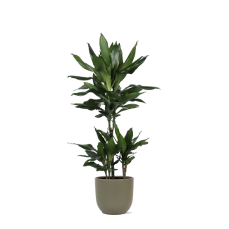 Struik drakenboom  in Boule OLIJF pot (Dracaena Janet Lind) - Ø21cm - ↕90cm