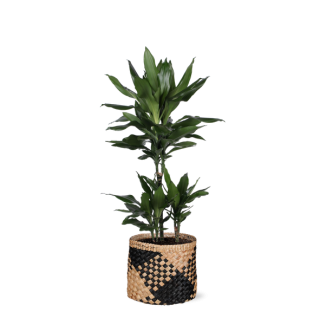 Struik drakenboom  in Albury Zwarte print mand  (Dracaena Janet Lind) - Ø21cm - ↕90cm