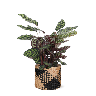 Pauwenplant  in Albury zwarte print mand (Calathea Makoyana)  - Ø21cm - ↕70cm