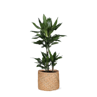 Struik drakenboom  in Albury natural mand (Dracaena Janet Lind) - Ø21cm - ↕90cm