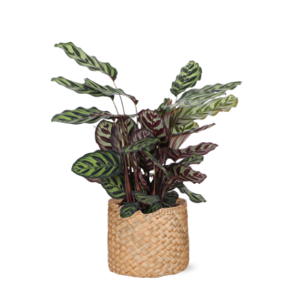 Pauwenplant  in Albury natuurlijke mand - (Calathea Makoyana)  Ø21cm - ↕70cm