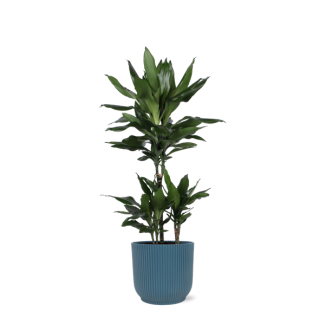 Struik drakenboom  in Vibes Blauwe pot (Dracaena Janet Lind) - Ø21cm - ↕90cm