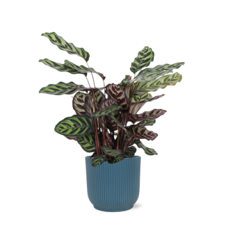 Pauwenplant  in Blauwe Vibes sierpot  (Calathea Makoyana) - Ø21cm - ↕70cm