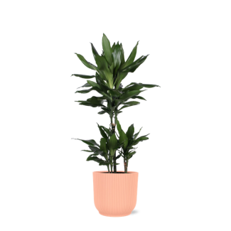 Struik drakenboom in Vibes ROZE pot (Dracaena Janet Lind) - Ø21cm - ↕90cm