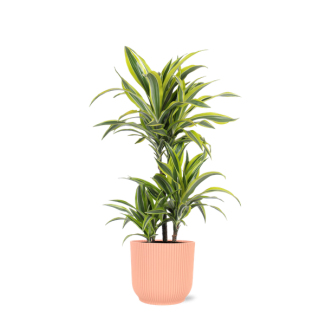 Drakenbloedboom, Groene Kmerplant in Sierpot, Kleurrijke Bladeren, Dracaena Lemon Lime Ø21cm - ↕65cm in Vibes ROZE pot