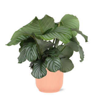 alathea Orbifolia, Groene Kamerplant in sierpot, Speciaal Bladkleuren,Calathea Orbifolia Ø21cm - ↕70cm in Vibes ROZE pot